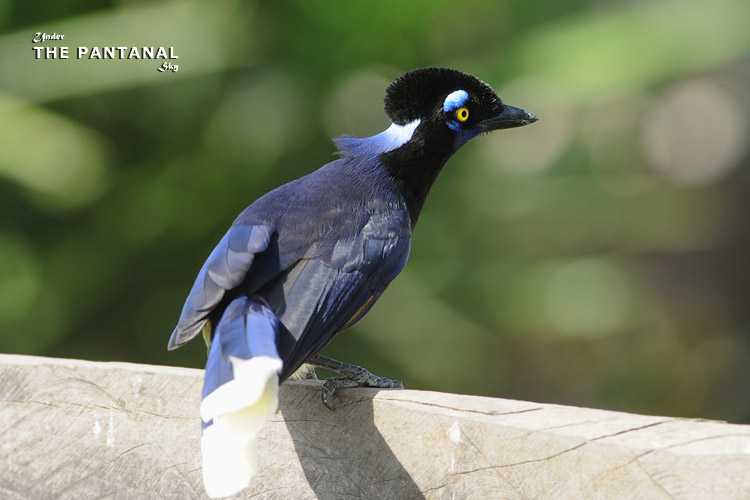 05 Plush-crested Jay ޹ѻ.jpg