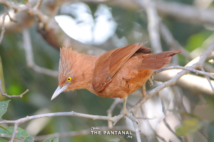 03 ؾ Rufous Cacholote.jpg