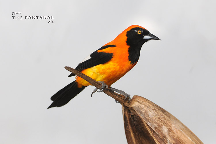 06 Orange-backed Troupial ȱ.jpg