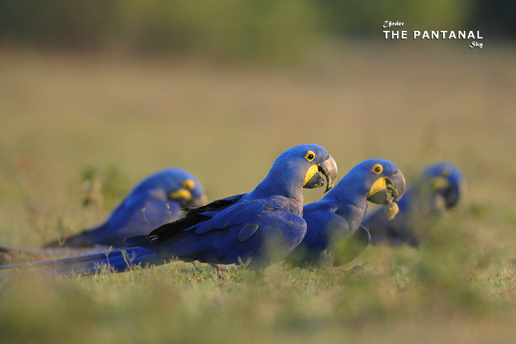 14  Hyacinth Macaw.jpg