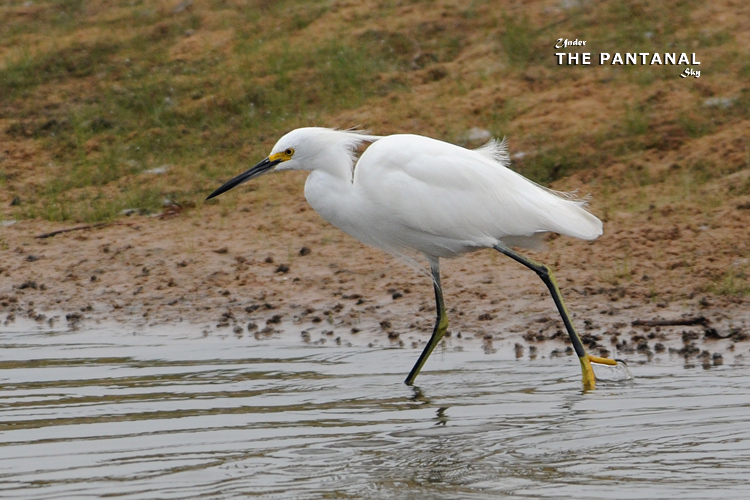 33 ѩ Snowy Egret.jpg