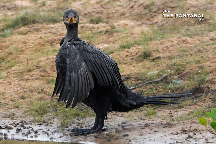 32  Neotropic Cormorant.jpg