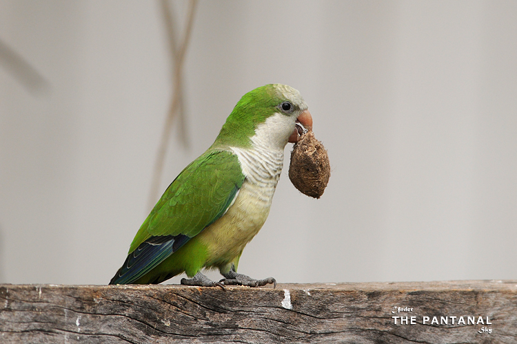 80 и Monk Parakeet.jpg