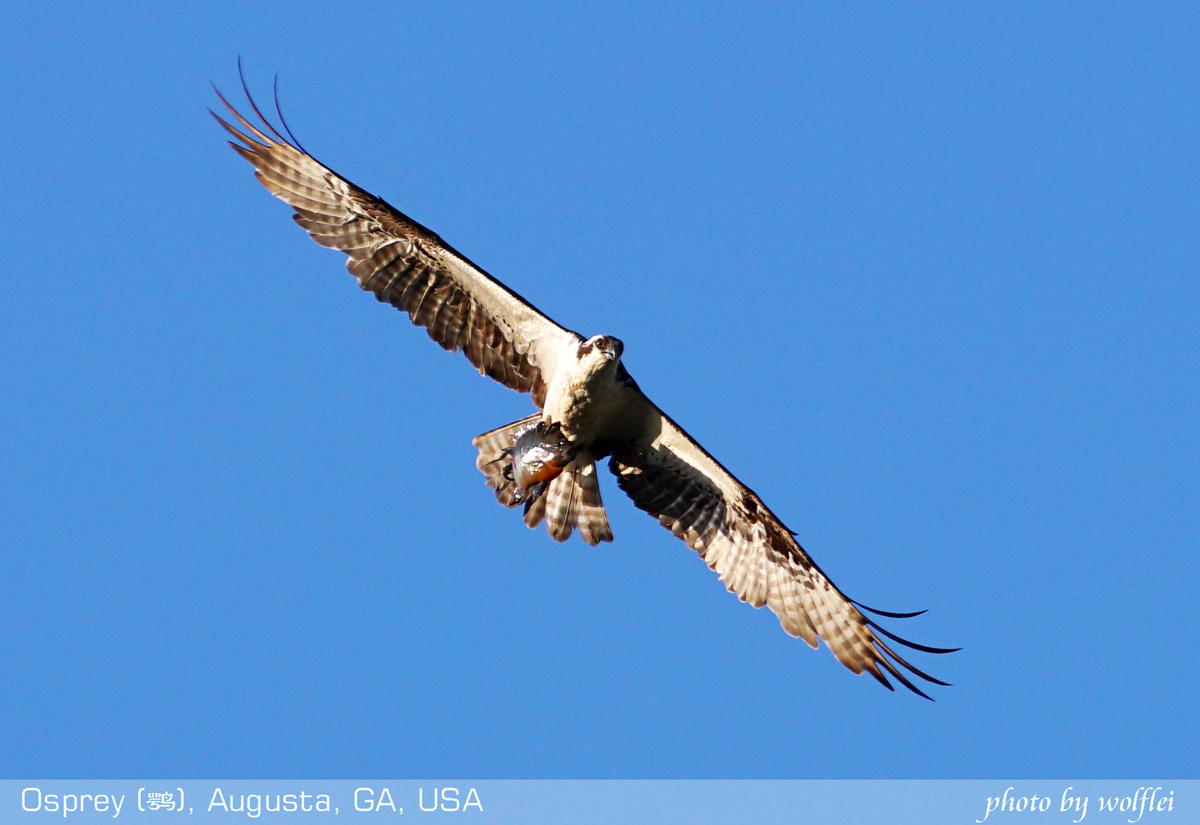 1200-Osprey DSC04663.jpg