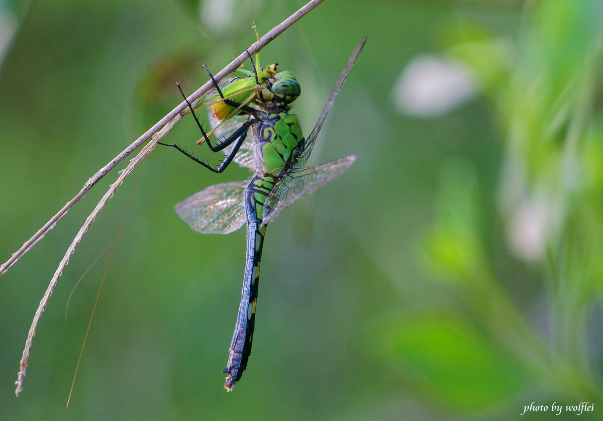 1200-Dragonfly DSC02199.jpg