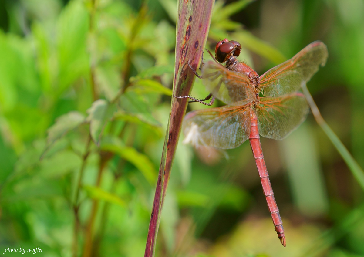 1200-Dragonfly DSC02764.jpg