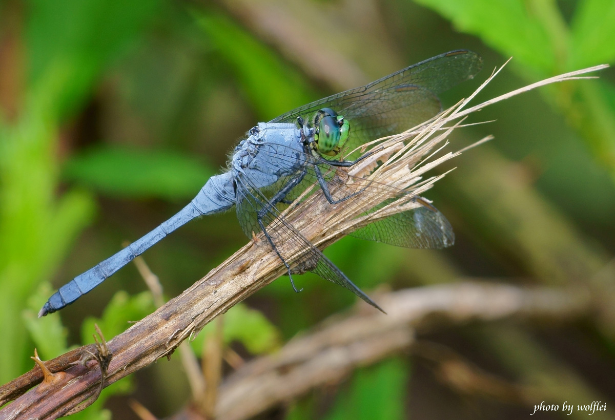 1200-Dragonfly DSC02784.jpg