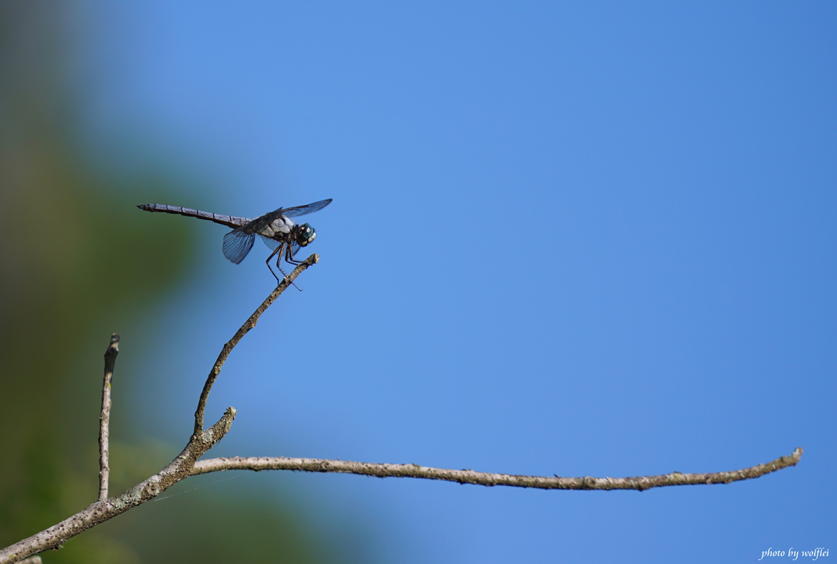 1200-Dragonfly DSC05072.jpg