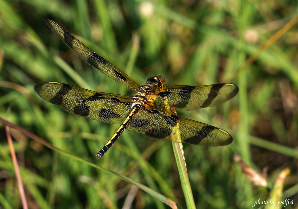 1200-Dragonfly DSC03983.jpg