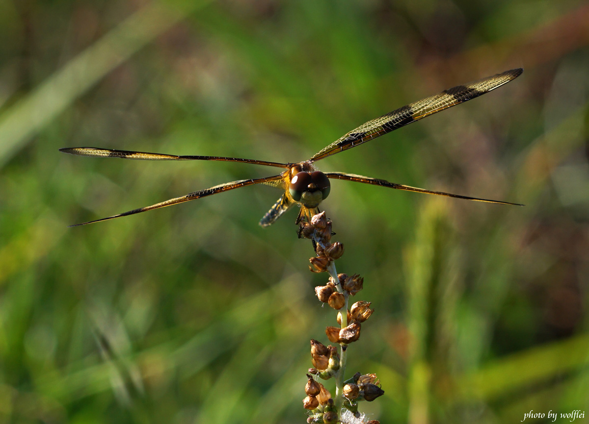 1200-Dragonfly DSC04053.jpg