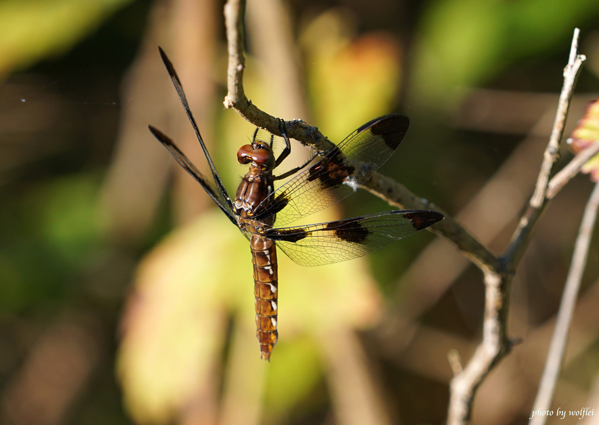 1200-Dragonfly DSC05018.jpg