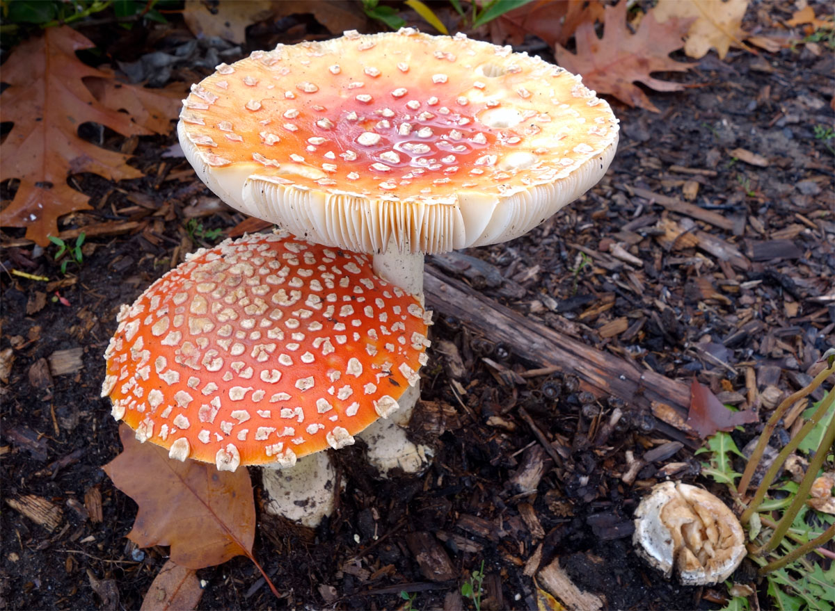 amanita.jpg