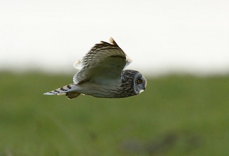 short-eared_owl_6.jpg