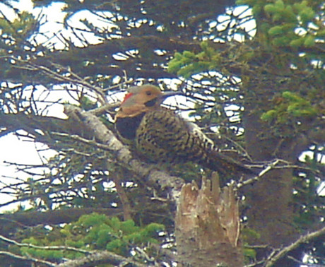 Colaptes auratus Northern Flicker.jpg