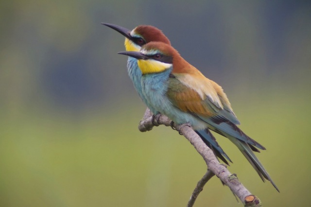 bee-eaters_daleforbes_tlsapo-1.jpg