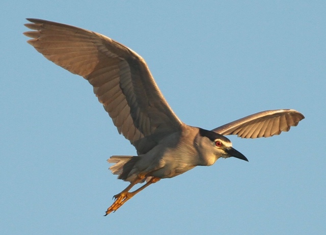 black-crowned-night-heron-hungary-june-20121.jpg