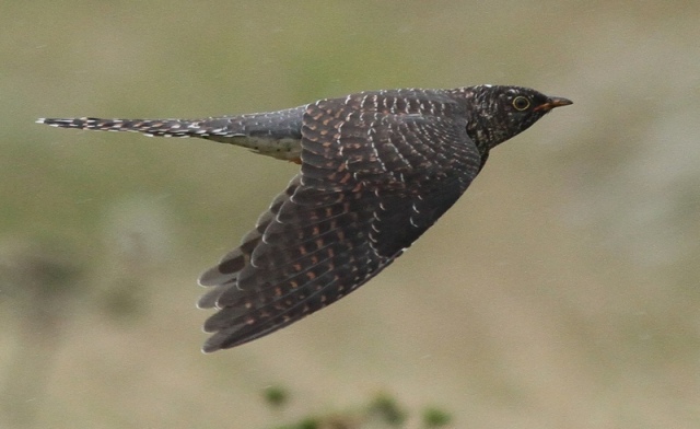 juv-cuckoo-spurn-16-july-2012-b.jpg