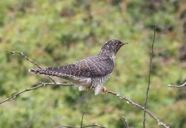 juv-cuckoo-spurn-16-july-2012-c.jpg