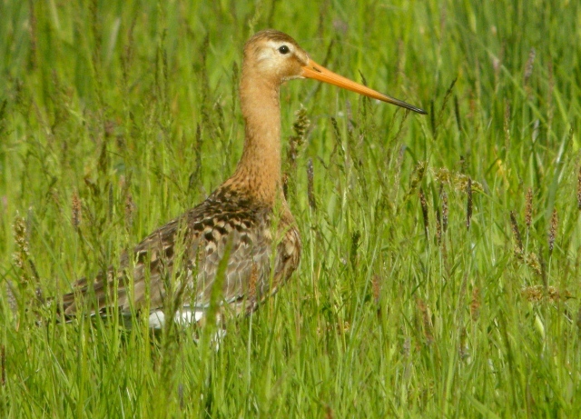 cont-blackwit-male-jslees.jpg