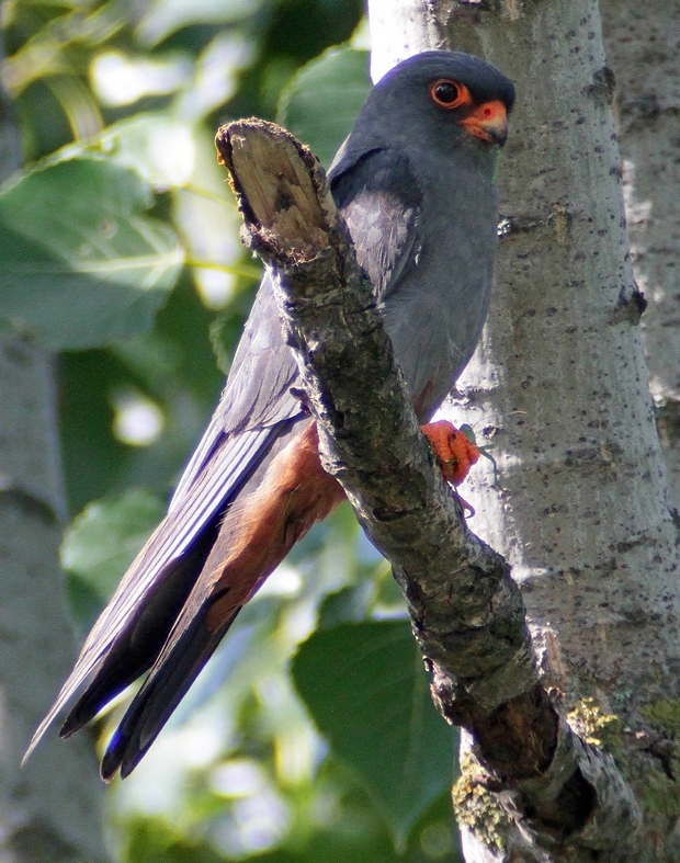 drake-red-footed-falcon-mg.jpg