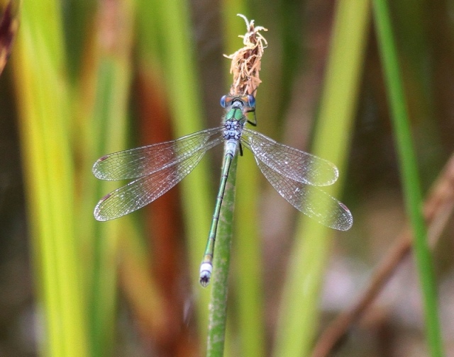 emerald-17-july-2012-spurn-b.jpg