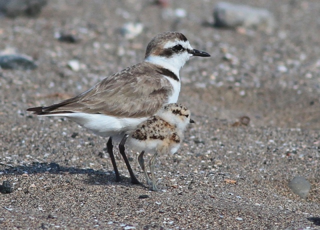 kentish-male-with-chick-2.jpg