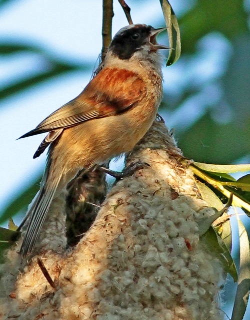 penduline-tit-c-hungary-june-2012.jpg