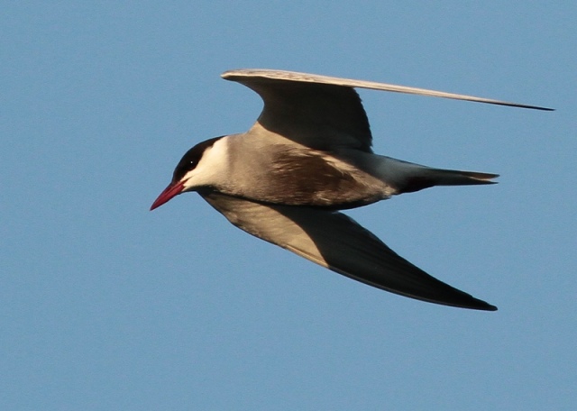 whiskered-tern-b-hungary-june-2012.jpg