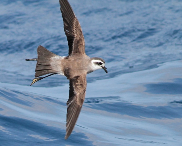 white-faced-storm-petrel-4.jpg