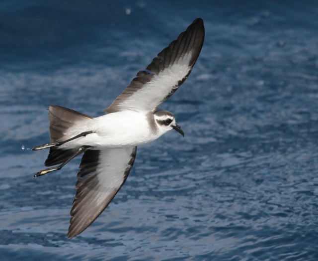 white-faced-storm-petrel-5.jpg