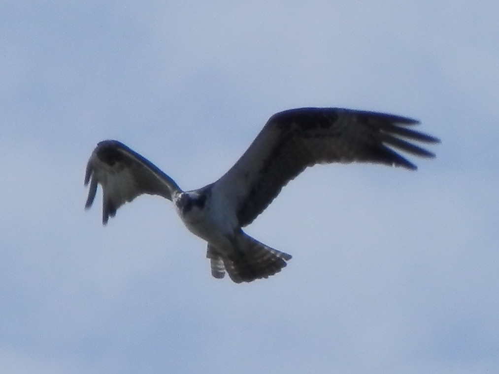 Pandion haliaetus Osprey.jpg