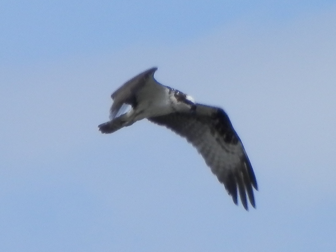 Pandion haliaetus Osprey 2.jpg