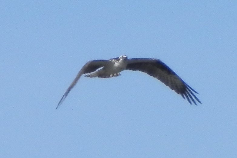 Pandion haliaetus Osprey 3.jpg