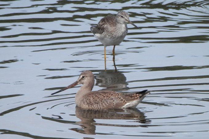 godwit.jpg