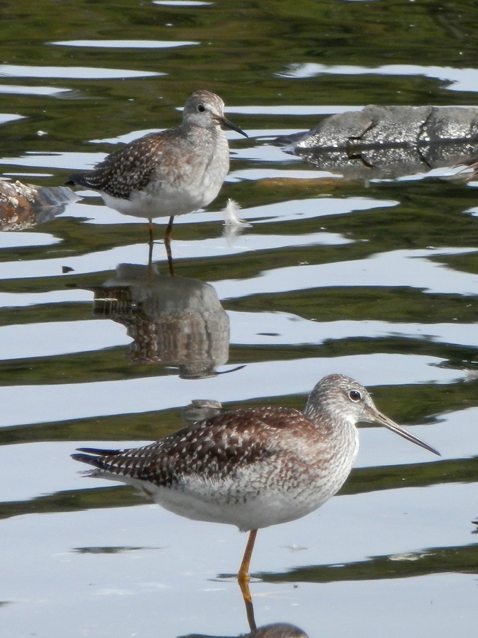 lesser yellowlegs.jpg