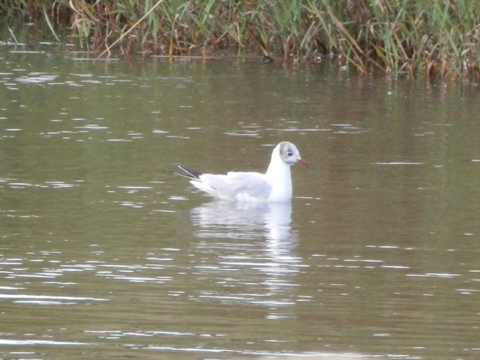 Chroicocephalus ridibundus Black-headed Gull.jpg