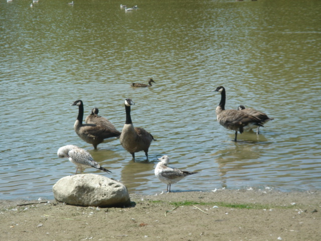 Branta canadensis Canada Goose.JPG