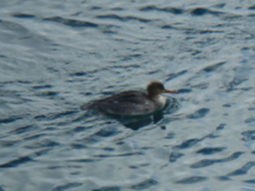 Mergus serrator Red-breasted Merganser.jpg