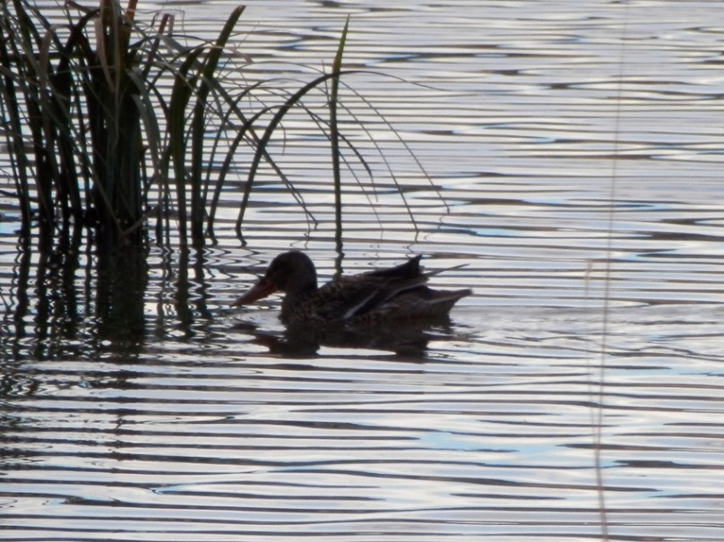 northern shoveler 2_.jpg