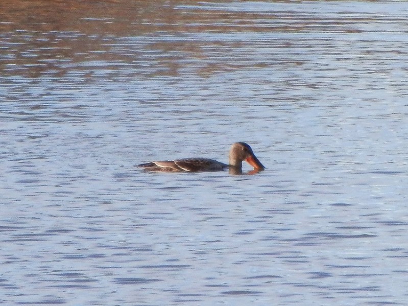 northern shoveler 3_.jpg