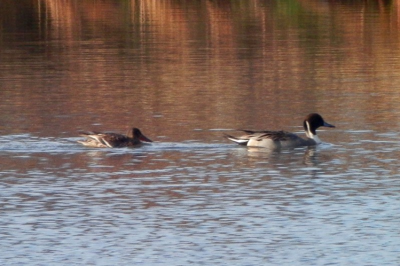 northern shoveler 5_.jpg