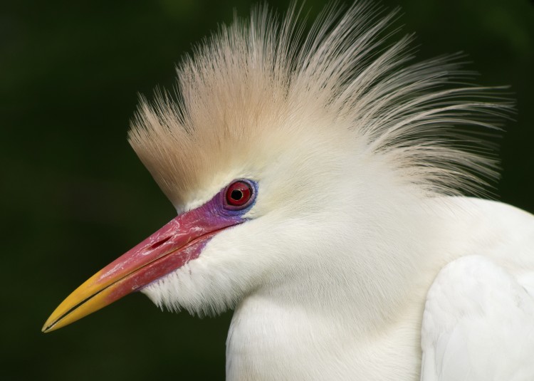 01 place_2012_DOY_Tara Tanaka Digiscoping image.jpg