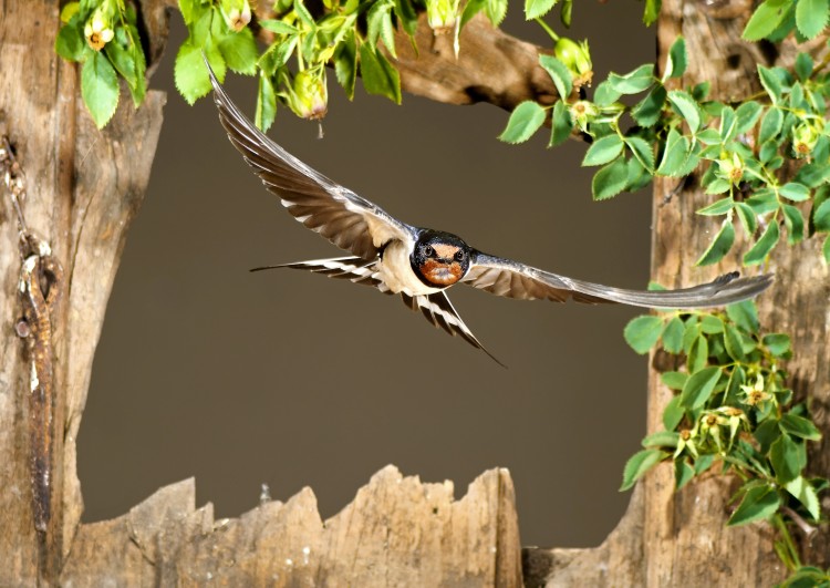 02 place_2012_DOY_Mario Cea Sanchez_Digiscoping image.jpg