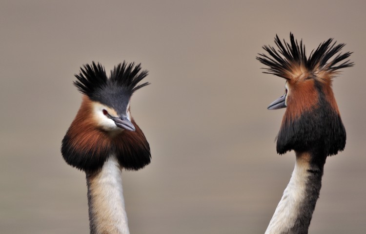 03 place_2012_DOY_Denis Bertanzetti Digiscoping image.jpg