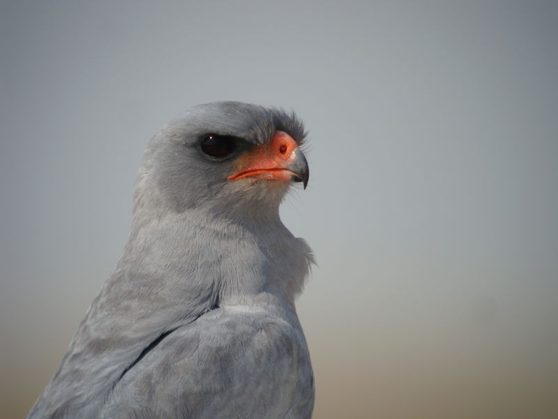 _thumb_800_800_DSC05536_Pale_Chanting_Goshawk_Melierax_canorus_DOY_2012[1265].jpg