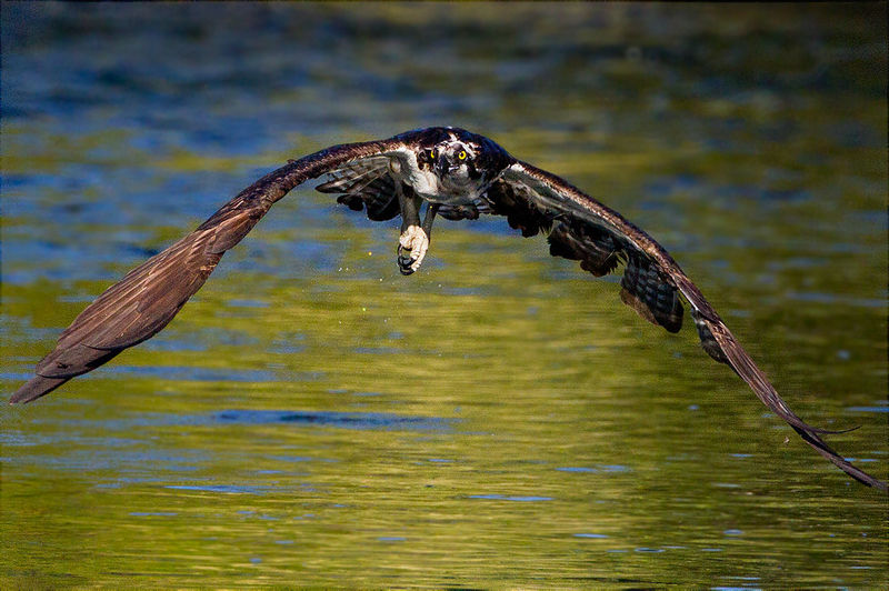 _thumb_800_800_Osprey_without_fish[701].jpg