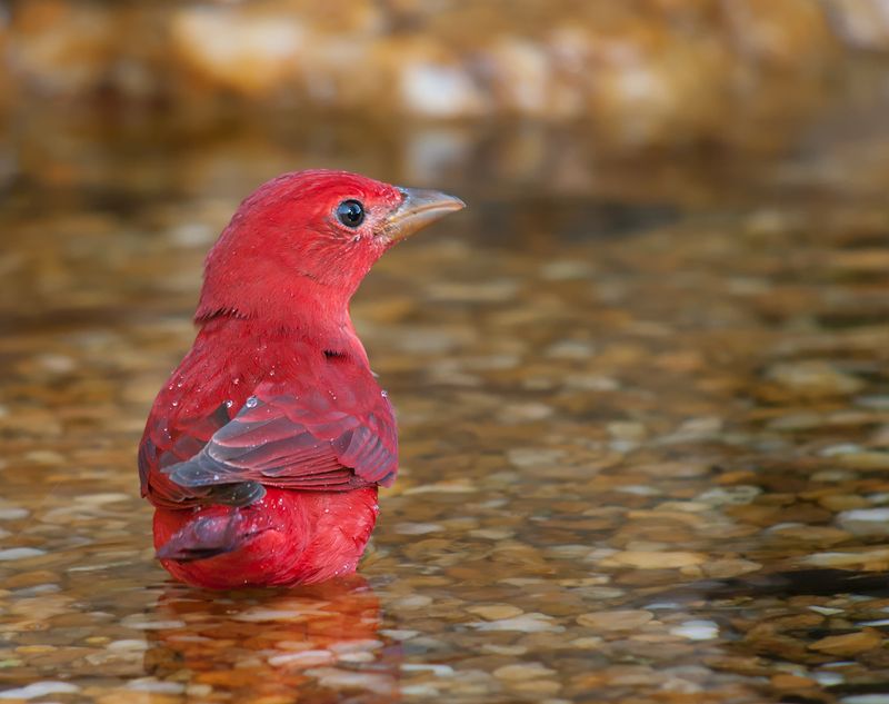 _thumb_800_800_P1150587_2012_02_13_Tanaka_Summer_Tanager[898].jpg