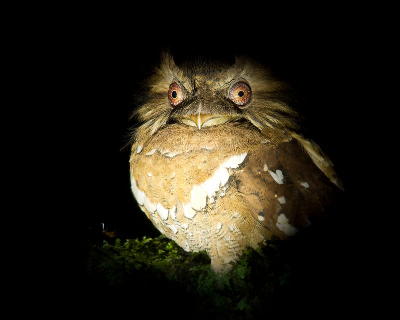 _thumb_800_800_philippine_frogmouth_1_P1010244[1135].jpg