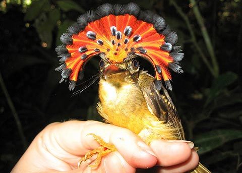 royal flycatcher.jpg