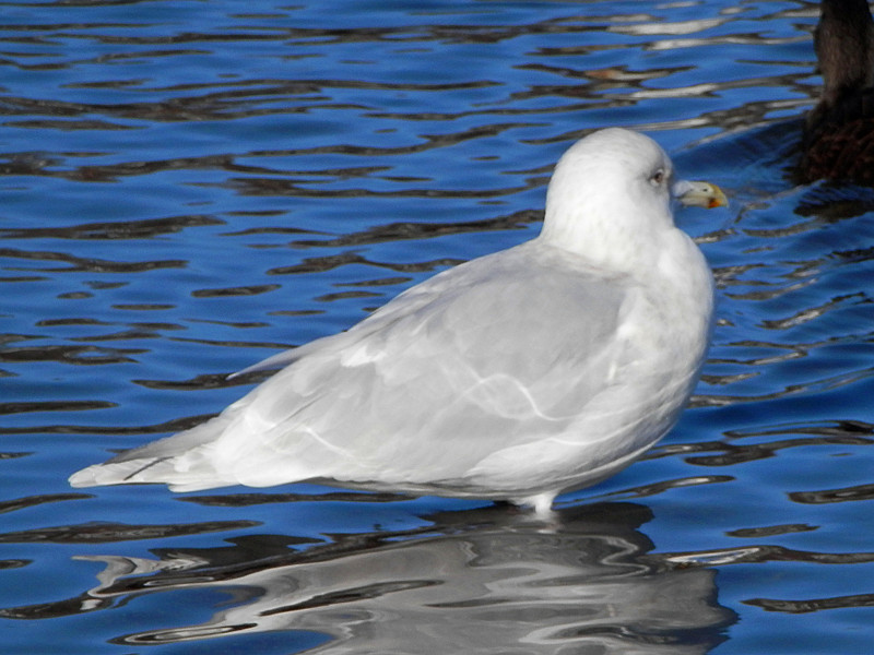 iceland gull, 2nd winter to adult_.jpg